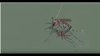 Mosquito Courtship