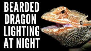 Bearded Dragon Lighting at Night 💡 Bearded Dragon Temperature at Night