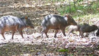 White-Lipped Peccary (Tayassu pecari) herd, French Guiana