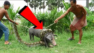 Python v/s Pig || Anaconda Eats Pig