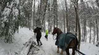 LA PADURE CU CAII LUI GICU COBUT