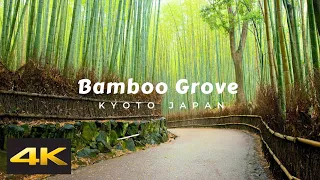 Bamboo Grove: Nature's Green Oasis | Kyoto, Japan