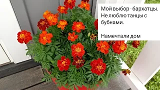 Мой выбор - бархатцы. Не люблю танцы с бубнами. #однолетниецветы #красивыйсад #загородныйдом #дача