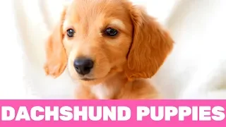 Try Not To Laugh! Funniest Dachshund Puppies Moment