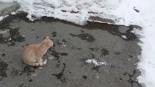 Наконец-то продвижение с газом)) Выгуливаю своих животных ☺️