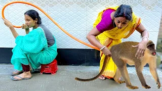 Must Watch Very Special Monkey Funny Video 2022 Totally Amazing Comedy Episode 68 By @cdmama2