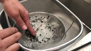How to Collect Dragon Fruit Seeds Quickly