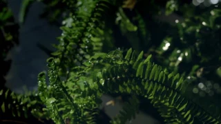 [10 Hours] Ferns in the Rain at Night - Video & Soundscape [1080HD] SlowTV