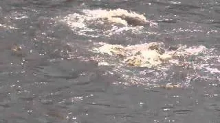 nile crocodile taking down a zebra Kenya