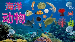 海洋动物（中英语）Marine life
