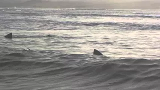 In the water with the sharks in Cape Verde