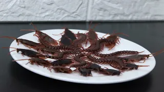 Stop Motion Cooking   Make Salad insects from watch materials   the purpose of the devil ASMR 4k