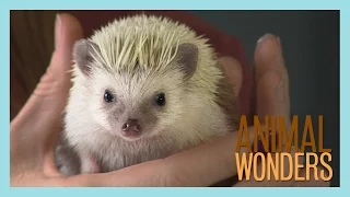 Meet and Greet: Prickle the Hedgehog