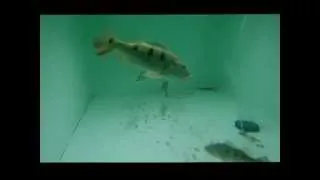 Peacock bass in 2.300 liters - Greek Plywood Tanks