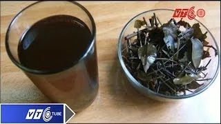 Bệnh gan có nên dùng trà "cây chó đẻ"? | VTC