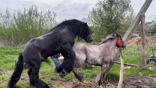 Гарна дерешка на паровці🔥Коні Ваговози💣Алан, жеребець на паровку💪