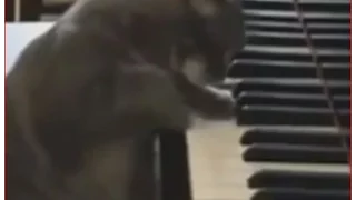 Кот играет на фортепиано.  The cat plays the piano.