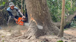 Surprising hole... Cut down 2 trees quickly!!