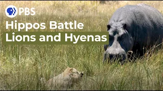 Hippos Battle Lions and Hyenas Over Carcass