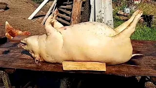 Забой вьетнамской свинки (6 месяцев)