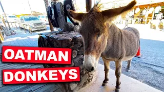 Oatman Burros & The Ghost Town That Refuses To Die!  | Arizona Ghost Town | Route 66