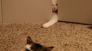 Kitten growls being intimidated by deaf bully cat