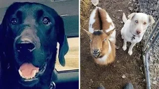Missing Dog Returns Home With New Dog And Goat Friend