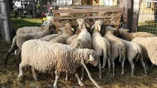сокращаем поголовье овец
