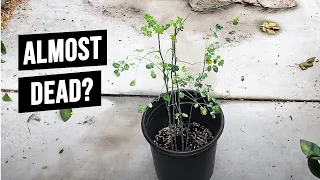 This Moringa Growing Tip Could Save Your Plant