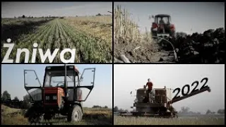 Żniwa na Kujawach po gradobiciu?! Polski klimat✔/Podorywka & sianie wapna! -Bizon, 2xUrsus & Zetor 💪