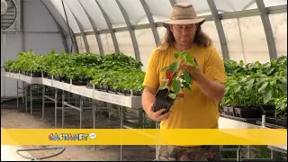 Hot pepper growers with big dreams