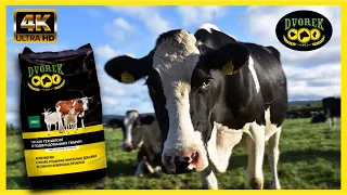 🐄 Як підвищити надій молока корови?📈 | Чим кормити корову? | БМВД 20% для лактуючих корів | DVOREK