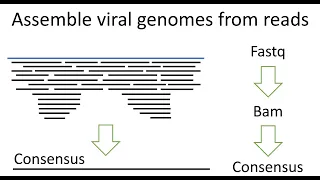 Virus genome assembly and consensus sequence from reads