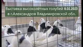 ВЫСТАВКА-ЯРМАРКА ВЫСОКОЛЁТНЫХ ГОЛУБЕЙ г. Александров 11.02.2023 г. #pigeon #голуби