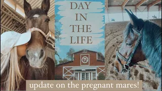 day in my life (equestrian edition) + UPDATE on the pregnant mares! | Maite Rae