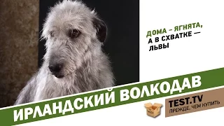 TEST.TV: Ирландский волкодав огромный и добрый.