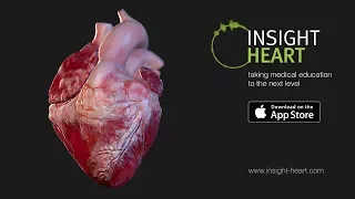 INSIGHT HEART - The human heart expedition