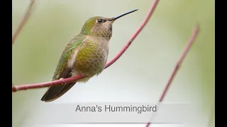 ANNA'S HUMMINGBIRD " SPRING CALL " 2021 #0129