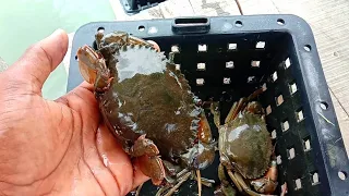 Soft shell mud crab farming method in salt water.