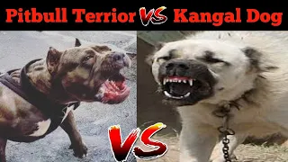 Pitbull VS Kangal Dog Who is the Most powerfull Dog Breed | Kangal vs Pitbull - Dogs Biography