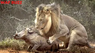 Close-Up! Lion Hunting Warthog And Eat Alive - Animal Fight