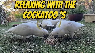Enjoy the Sounds of Wild Cockatoo’s Munching Seeds  @AndrewMcMullen
