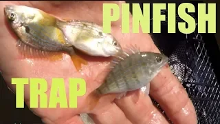 Catching Pinfish With a Baitfish Trap and Sabiki Rig