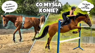 CO MYŚLĄ KONIE?  Śmieszny film Cz.4