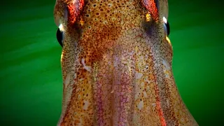 This Squid Changes Colors🦑 | Shortfin Squid - Deepsea Oddities