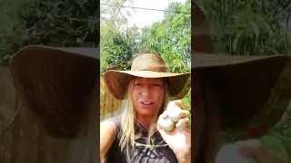 HOW I PLANT AN EGG in my PERMACULTURE GARDEN FOOD FOREST