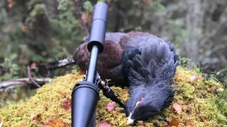 teeren ja metson metsästystä (black grouse,capercaillie hunting)