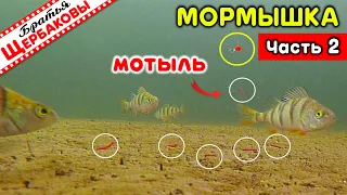 Микробалда, вольфрамовая мормышка, окуни и ПРИКОРМКА МОТЫЛЁМ! Есть ли в этом смысл? Подводные съемки