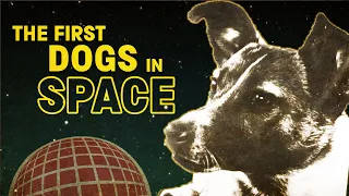 The story of the Soviet space dogs