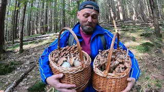 Ой-йОй!..Слабонервним НЕ дивитися!..ГРИБИ ВАННАМИ, а Не кошиками! Поперли осінні опеньки!